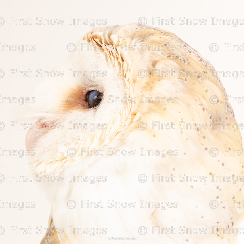 Barn Owl Pose 
 Keywords: Ronnie, animal, barn owl, bird, owl, wraptious