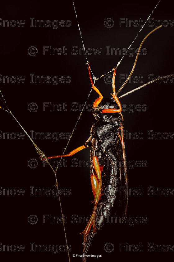 The perfect machine 
 The Perfect Machine 
 Keywords: Processed Website March2018, insect macro orange wasp