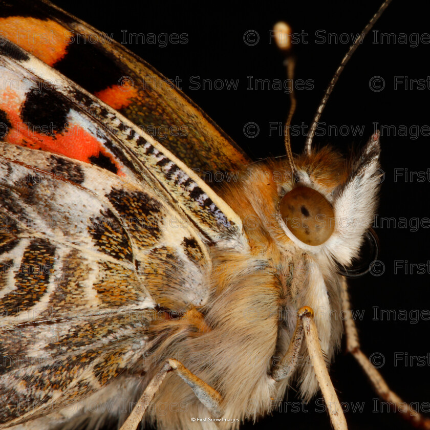 0001-DChoudhry MG 3030 
 Keywords: 'Venus in furs', Processed Website March2018 butterfly babylon20 card, competition, exhibition, insects keepers macro, natureportfolio1, wraptious