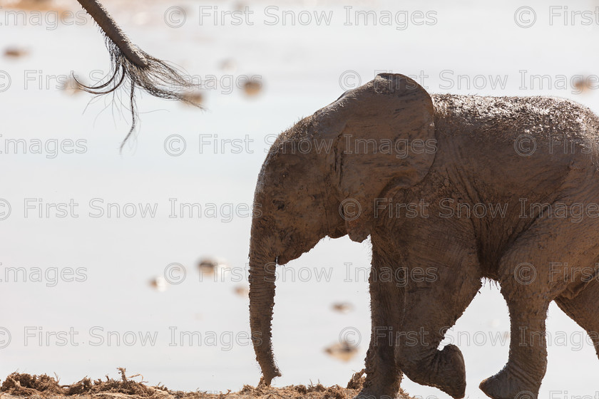 Wait for me! 
 PLEASE NOTE - THIS IMAGE HAS BEEN VERY POPULAR AND I ONLY CURRENTLY HAVE 0 AVAILABLE. PLEASE MESSAGE ME VIA THE CONTACTS TAB TO ORDER MORE 
 Keywords: tx1_sale_limit:0
'wait for me' wraptious, South Africa, addo, animal, baby, babylon20, elephant, shop - teatowel