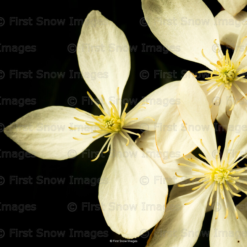 clematis in bloom 
 PLEASE NOTE - THIS IMAGE HAS BEEN VERY POPULAR AND I HAVE 12 CURRENTLY AVAILABLE. PLEASE MESSAGE ME VIA THE CONTACTS TAB TO ORDER MORE 
 Keywords: tx1_sale_limit:12
flowers wraptious