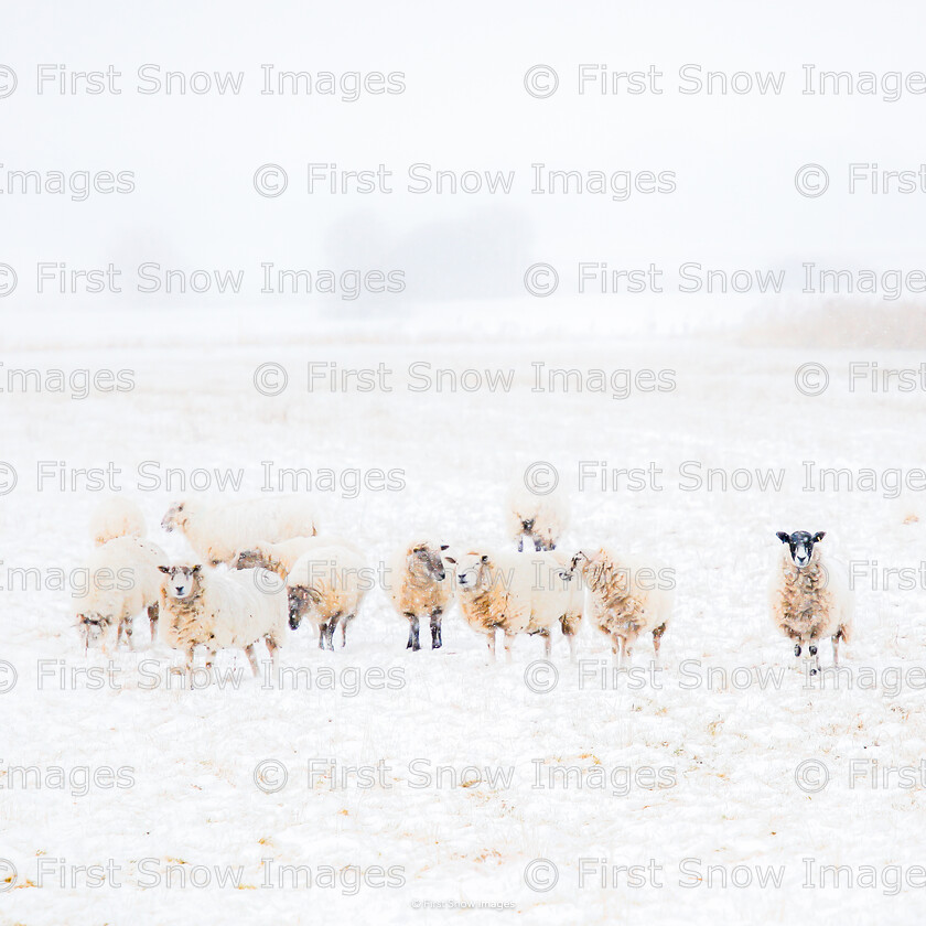 sheep in the snow 
 PLEASE NOTE - THIS IMAGE HAS BEEN VERY POPULAR AND I ONLY HAVE 2 CURRENTLY AVAILABLE. PLEASE MESSAGE ME VIA THE CONTACTS TAB TO ORDER MORE 
 Keywords: tx1_sale_limit:2
'sheep in the snow', animal sheep landscape, eventEC2019 Processed Website March2018, notebook, wimsey, wraptious card placemat