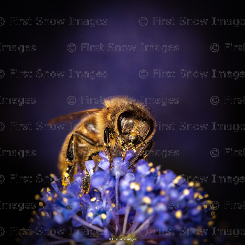 Honey Bee and the Ceonathus 
 Keywords: 'The honey bee and the ceonathus', animal plant flower bees ceonathis, wraptious