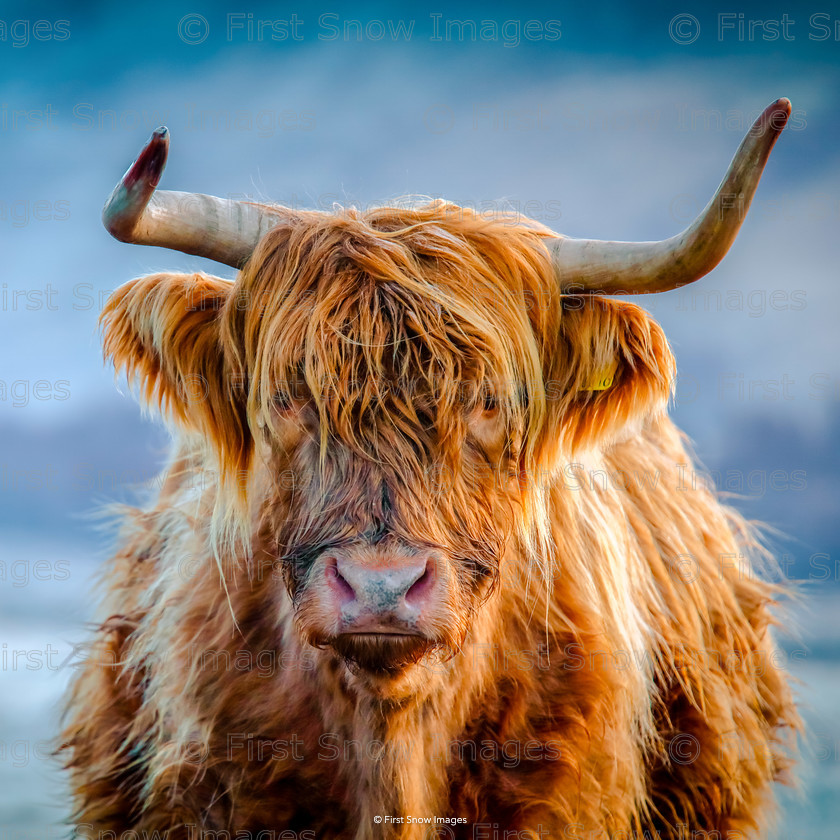 Highland Hamish 
 Highland Hamish 
 Keywords: Processed Website March2018, scotland highland cows card wraptious