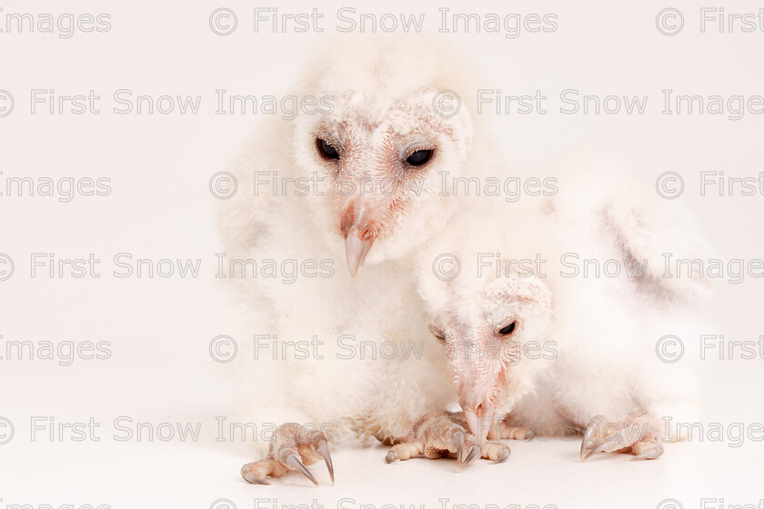 Owlets 
 PLEASE NOTE - THIS IMAGE HAS BEEN VERY POPULAR AND I HAVE 0 CURRENTLY AVAILABLE. PLEASE MESSAGE ME VIA THE CONTACTS TAB TO ORDER MORE 
 Keywords: tx1_sale_limit:0
animal experience, baby, barn owl bird, cuteness, mitch, owlet