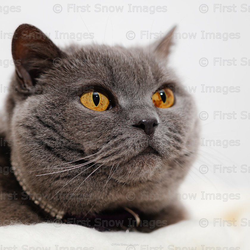 Andromeda, British Shorthair 
 Andromeda, British Shorthair 
 Keywords: andromeda cat animal pet order card wraptious