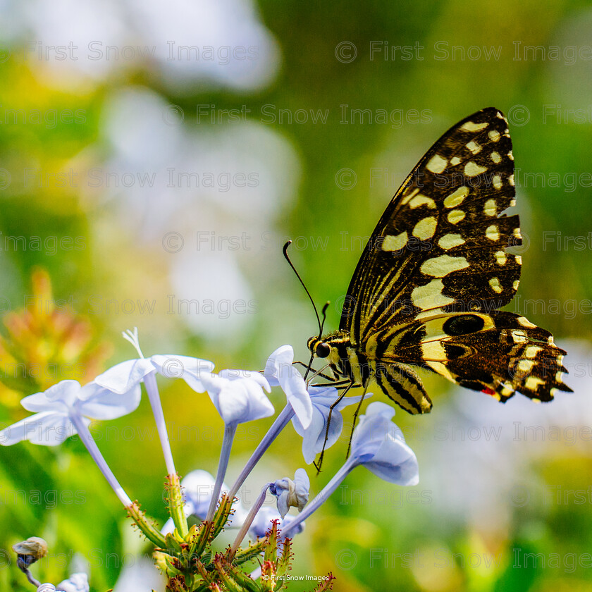 Glorious Nature 
 Keywords: South Africa, animal, butterfly, camp figtree, insect, south africa wraptious 'Glorious nature'