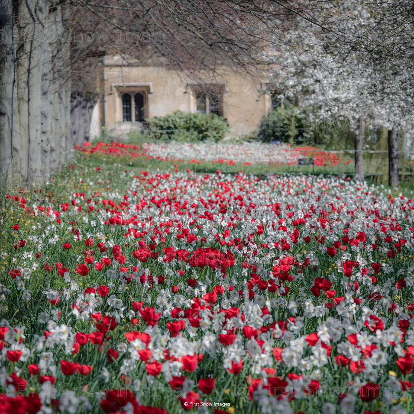 Trinity College, Cambridge 
 Trinity College, Cambridge 
 Keywords: cambridge, landscape, wraptious