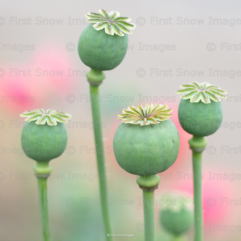 Poppy Pods 
 PLEASE NOTE - THIS IMAGE HAS BEEN VERY POPULAR AND I HAVE 6 CURRENTLY AVAILABLE. PLEASE MESSAGE ME VIA THE CONTACTS TAB TO ORDER MORE 
 Keywords: tx1_sale_limit:6
card, flowers poppies macro wraptious order 'poppy pods', print haddenham