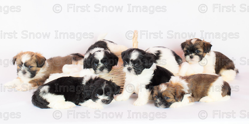 Basket of Shih Tzus 
 Basket of Shih Tzus 
 Keywords: eventEC2019. panorama, shitzu shihtsu* puppy hayley shih tzu litter one