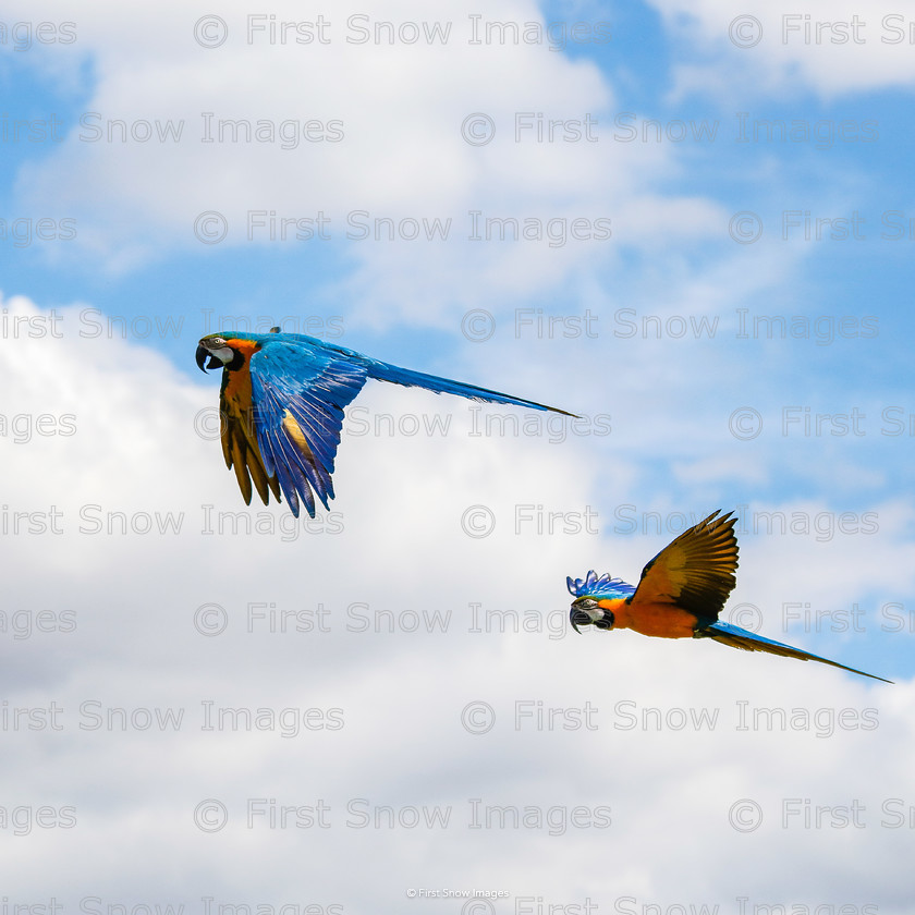 Two Parrots in flight 
 Two Parrots in flight 
 Keywords: tx1_sale_limit:7
Processed Website March2018 card babylon wraptious, birds banham zoo parrot, natureportfolio1