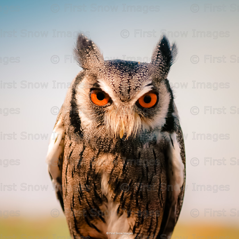 Oswald the Owl 
 Oswald the Owl 
 Keywords: bird owl eagle raptor foundation, natureportfolio1 card wraptious