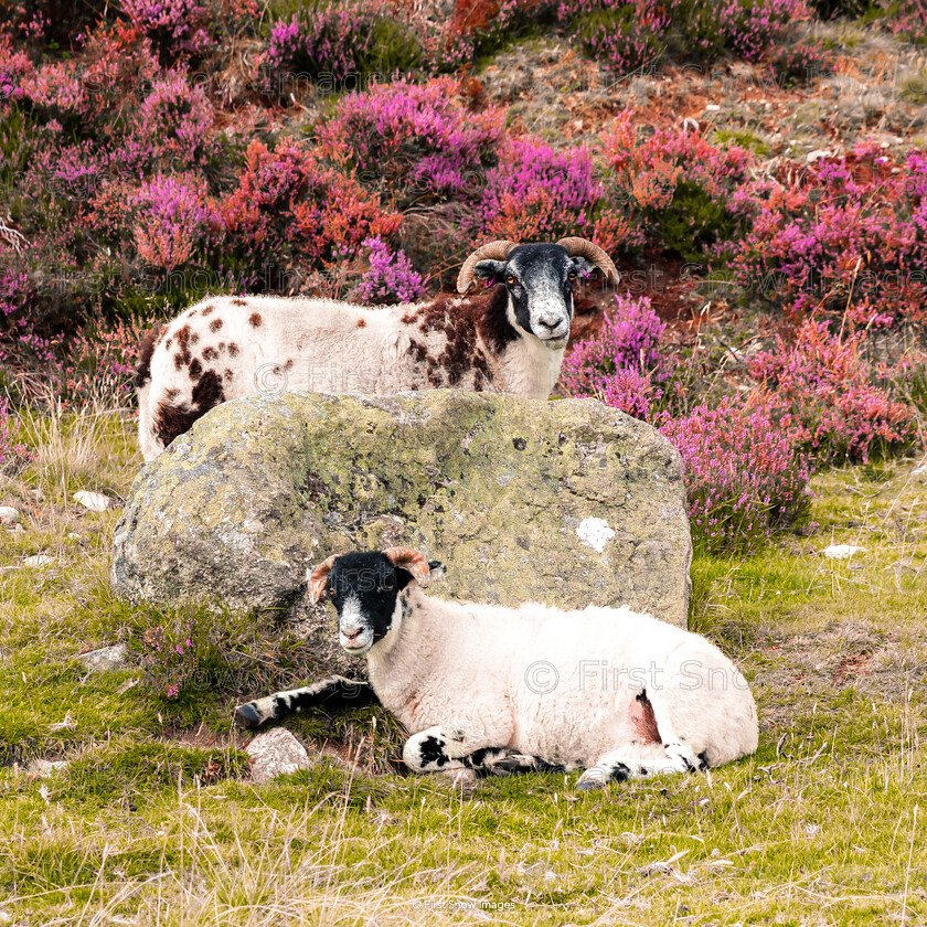 Just Chillin 
 Keywords: 'Just chillin'', Dalwhinny, Highlands, animal, card, sheep, wraptious