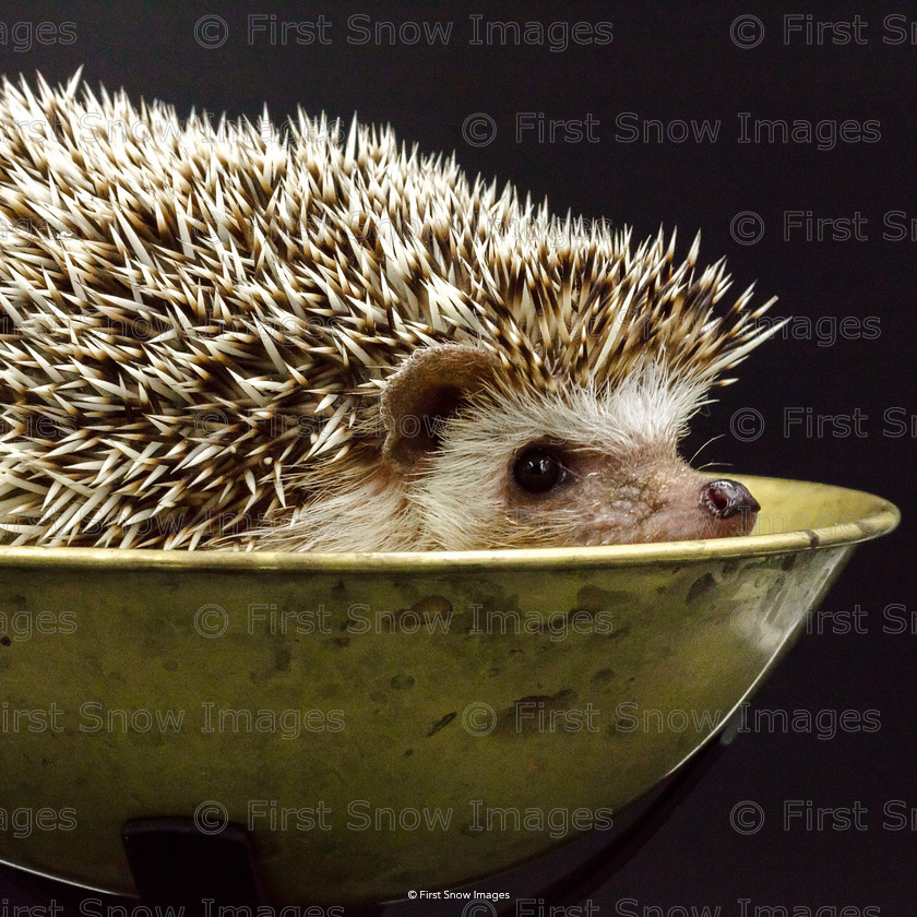 Weighing our Hedgehog 
 Weighing our Hedgehog 
 Keywords: animal petstore macro hedgehog babylon card wraptious