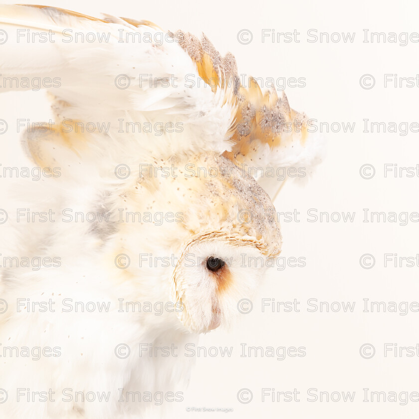 Majestic 
 Keywords: Ronnie, animal, barn owl, bird, owl, wraptious