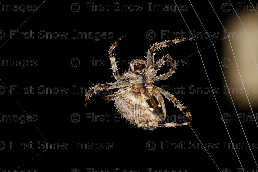 0005-DChoudhry N0000A5695 
 Keywords: Processed Website March2018 babylon haddenham eye, exhibition, insect spider, natureportfolio1