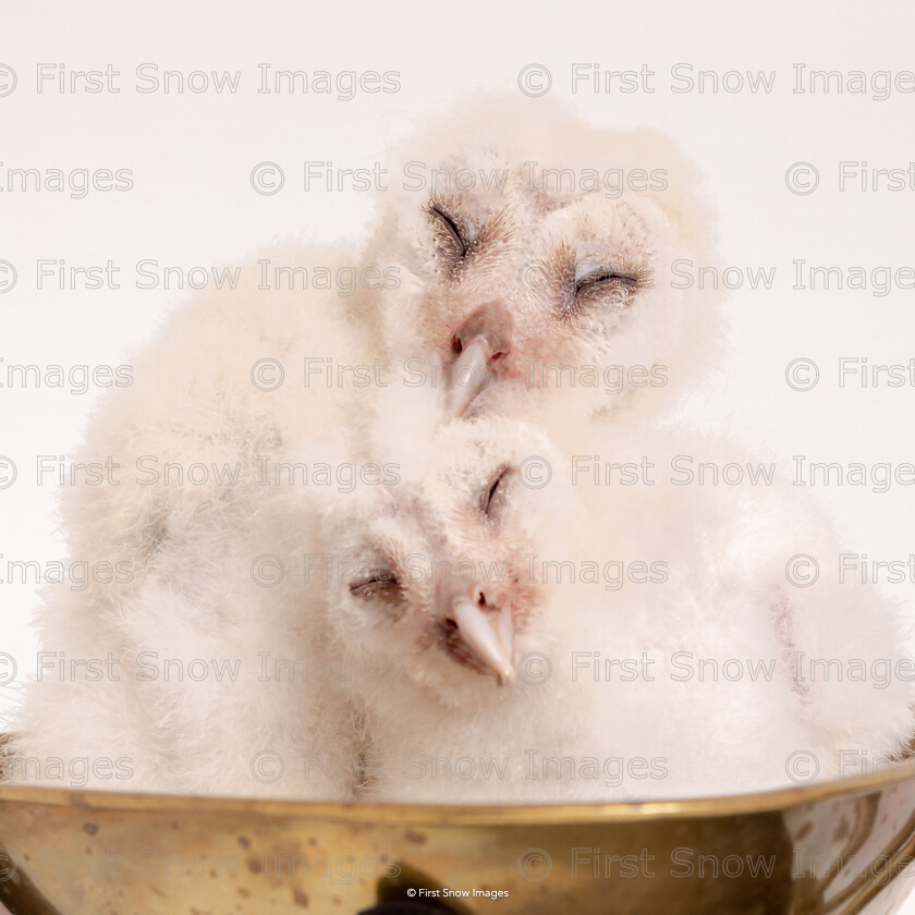 Snuggletime 
 Keywords: tx1_sale_limit:7
animal experience, baby, barn owl bird, mitch, owlet, wraptious