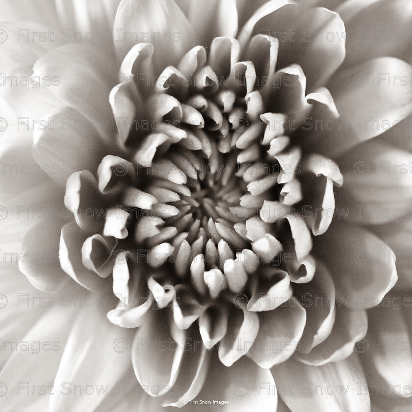 Dahlia 
 PLEASE NOTE - THIS IMAGE HAS BEEN VERY POPULAR AND I HAVE 2 CURRENTLY AVAILABLE. PLEASE MESSAGE ME VIA THE CONTACTS TAB TO ORDER MORE 
 Keywords: tx1_sale_limit:2
card, flower dhalia wraptious order 'dhalia', print