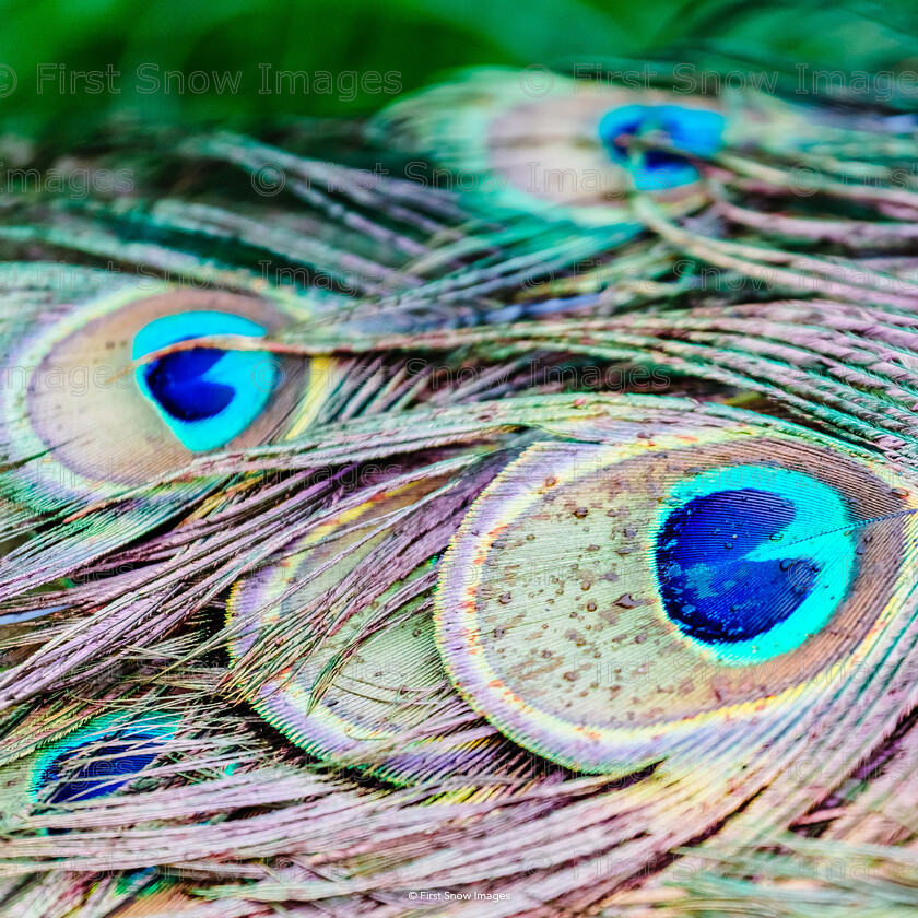 It s all in the Eyes 
 Keywords: animal, card, eye, feathers, peacock, wraptious 'Eyes'