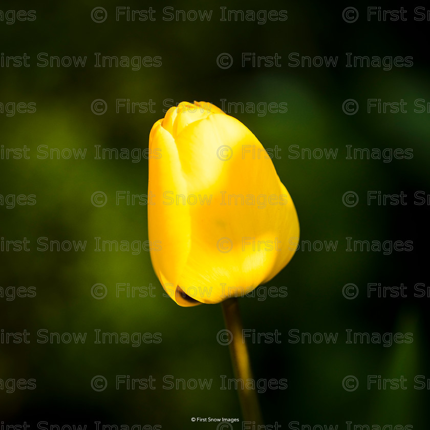 Lonesome Tulip 
 Lonesome Tulip 
 Keywords: flowers wraptious