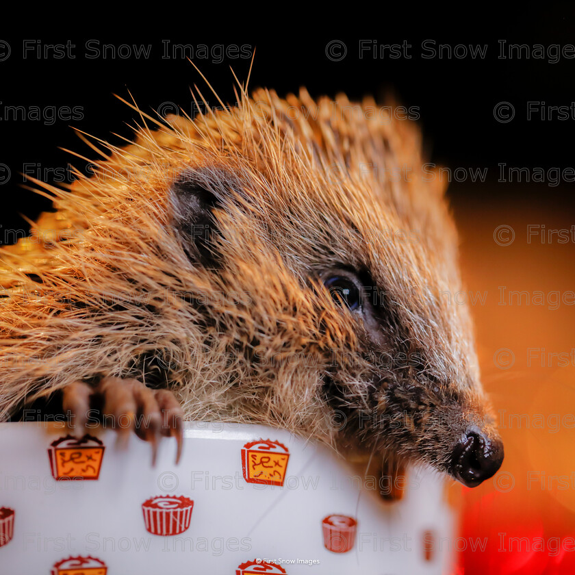 Cupcake-Tinsel-the-Heddgehog 
 PLEASE NOTE - THIS IMAGE HAS BEEN VERY POPULAR AND I ONLY HAVE 1 CURRENTLY AVAILABLE. PLEASE MESSAGE ME VIA THE CONTACTS TAB TO ORDER MORE 
 Keywords: tx1_sale_limit:1
Processed Website March2018 card wraptious, hedgehog tinsel wildlife animal