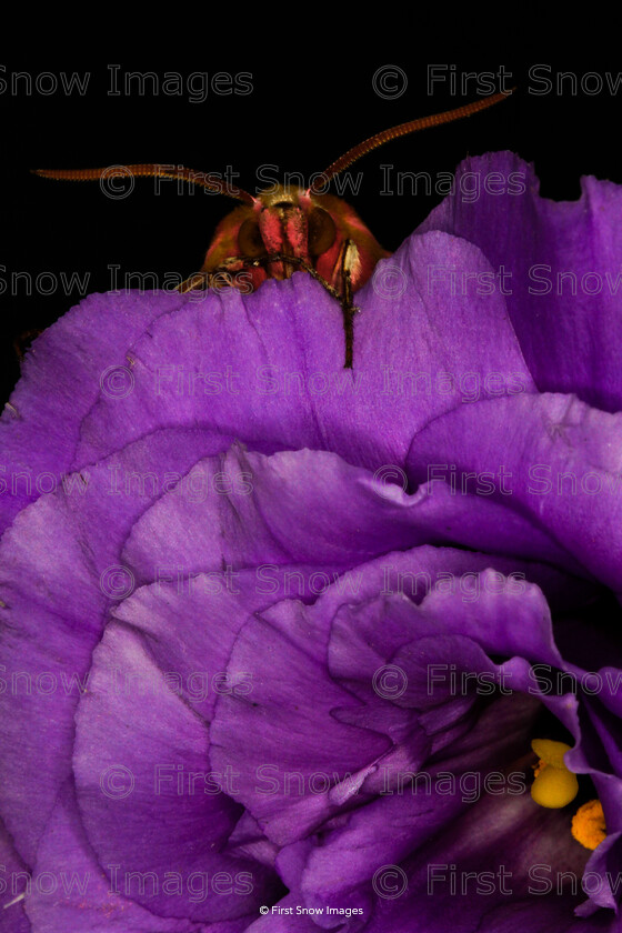 0003-DChoudhry MG 3677 
 Keywords: Processed Website March2018 moth babylon card haddenham studio, competition, elephant hawk moth, exhibition, insects keepers macro, natureportfolio1