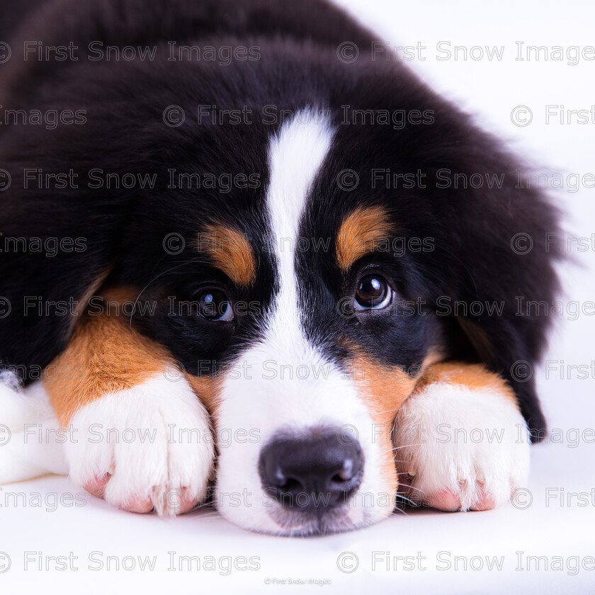 Love me 
 PLEASE NOTE - THIS IMAGE HAS BEEN VERY POPULAR AND I HAVE 0 CURRENTLY AVAILABLE. PLEASE MESSAGE ME VIA THE CONTACTS TAB TO ORDER MORE 
 Keywords: tx1_sale_limit:0
animal dog filou 14 weeks autumn bernese wraptious, card, eventEC2019 love me mum cushion order, wimsey