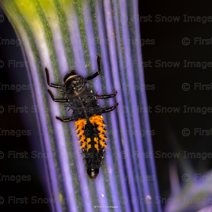 Ladybird Larvae 
 Keywords: 'Ladybird Larva', animal, card, competition, ladybird lavae, macro, plant, purple, thistle, wraptious