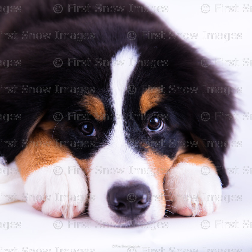 Love me 
 Love me 
 Keywords: animal dog filou 14 weeks autumn bernese wraptious, eventEC2019