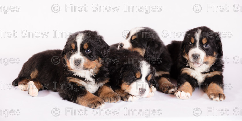 Beautiful Bernese 
 Beautiful Bernese 
 Keywords: animal dog pets bernese, eventEC2019. panorama