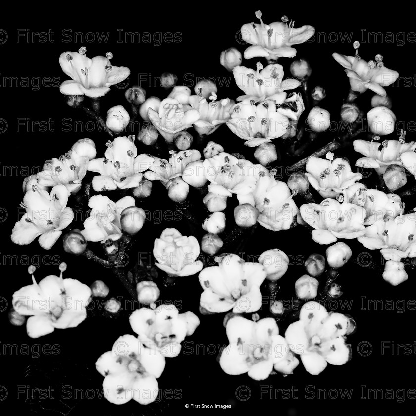 Oriental Flowers 
 PLEASE NOTE - THIS IMAGE HAS BEEN VERY POPULAR AND I ONLY HAVE 1 CURRENTLY AVAILABLE. PLEASE MESSAGE ME VIA THE CONTACTS TAB TO ORDER MORE 
 Keywords: tx1_sale_limit:1
Processed Website March2018, eventEC2019, shop-coaster, trees leaves flowers interflora card, wraptious brandlogo oriental flowers