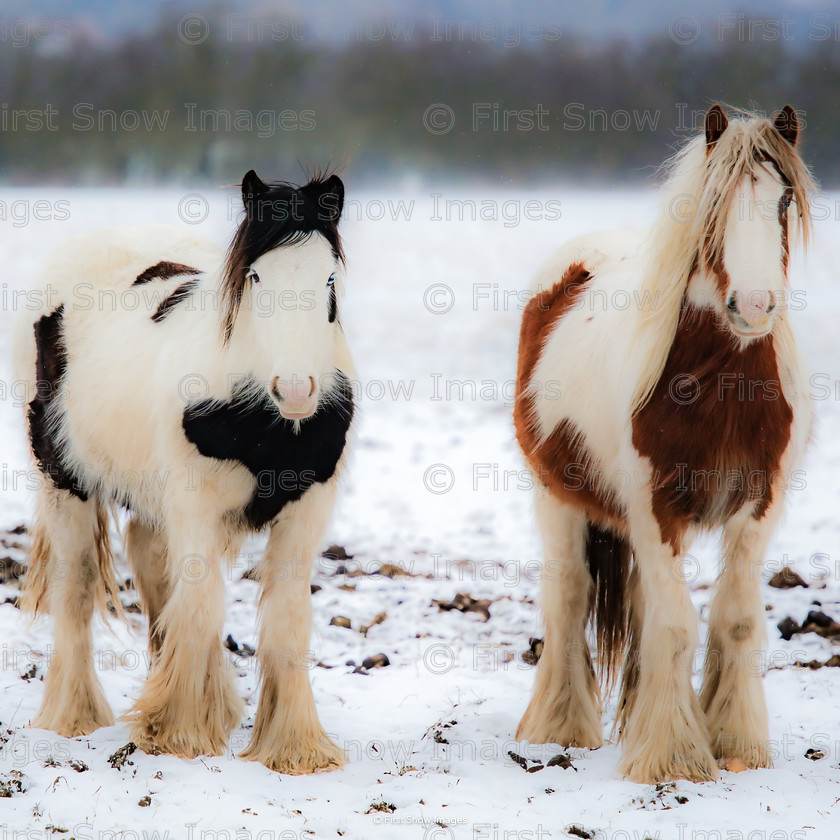 Furry friends 
 Furry friends 
 Keywords: tx1_sale_limit:4
Processed Website March2018 card order, eventEC2019, horse snow animal card, landscape