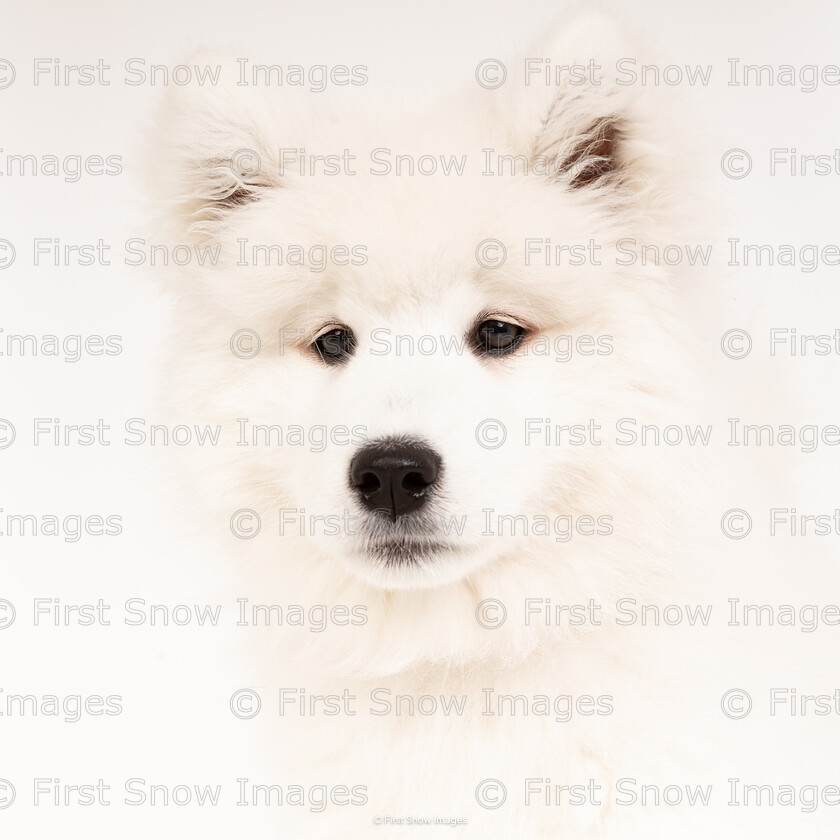 Koko 
 Keywords: Koko, Samoyed, animal, dog, studio