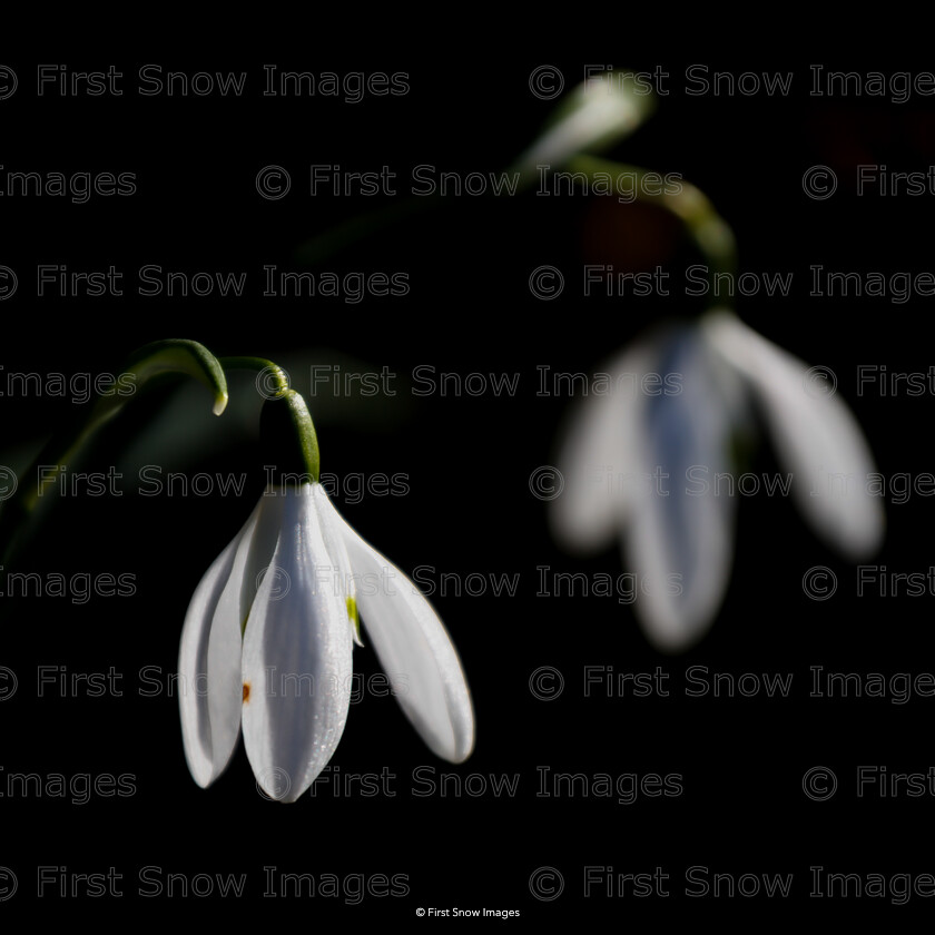 Snowdrops 
 Keywords: 'snowdrops', card, card eelcatchers, flower plant snow macro ice, plant snowdrop, wraptious