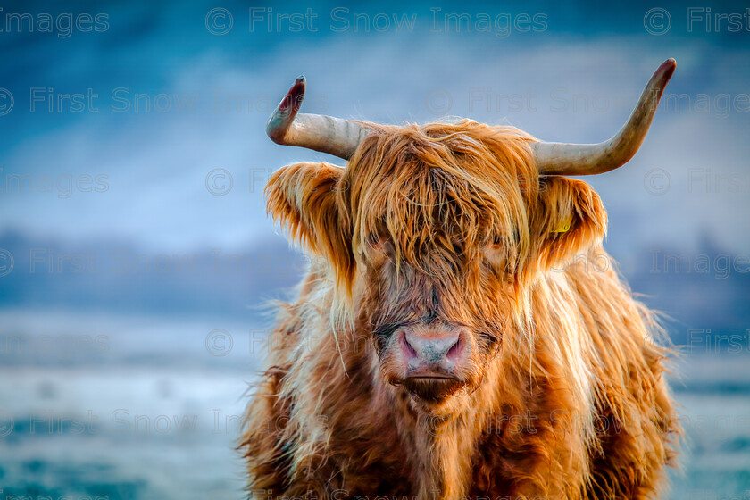 Hamish-the-Highland,-Skye 
 PLEASE NOTE - THIS IMAGE HAS BEEN VERY POPULAR AND I HAVE 2 CURRENTLY AVAILABLE. PLEASE MESSAGE ME VIA THE CONTACTS TAB TO ORDER MORE 
 Keywords: tx1_sale_limit:2
Processed Website March2018, clock, jigsaw, mug, scotland highland cows, shop-coaster, shop-cushion, wraptious eventEC2019 'hamish the highland' card