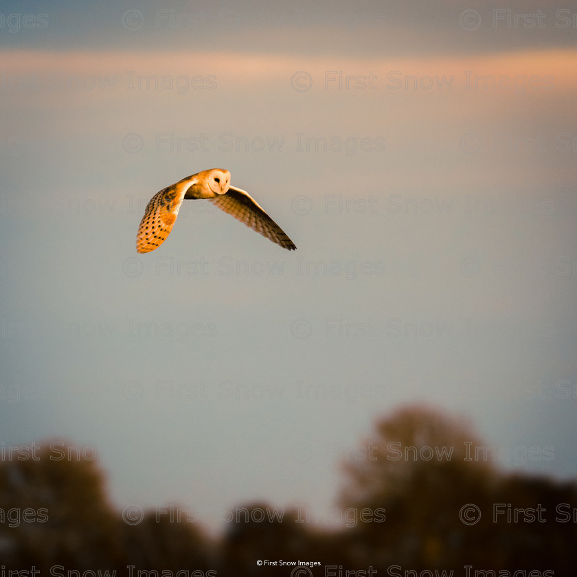 Barn Owl in the Fen sunset 
 Barn Owl in the Fen sunset 
 Keywords: barnowl bird, natureportfolio1 babylon card order wraptious