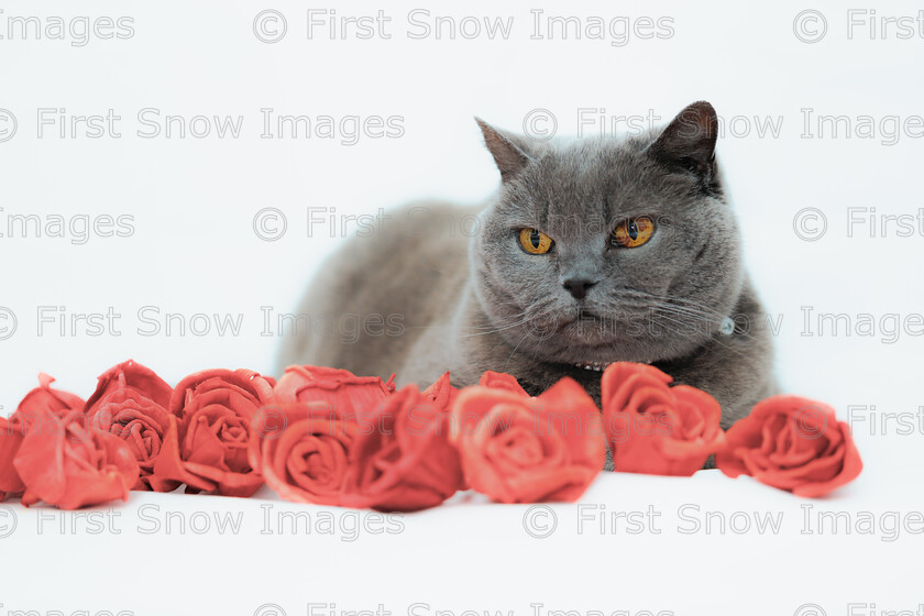 British shorthair roses 
 PLEASE NOTE - THIS IMAGE HAS BEEN VERY POPULAR AND I HAVE 0 CURRENTLY AVAILABLE. PLEASE MESSAGE ME VIA THE CONTACTS TAB TO ORDER MORE 
 Keywords: tx1_sale_limit:0
andromeda cat animal pet, natureportfolio1 card mum cushions wraptious order