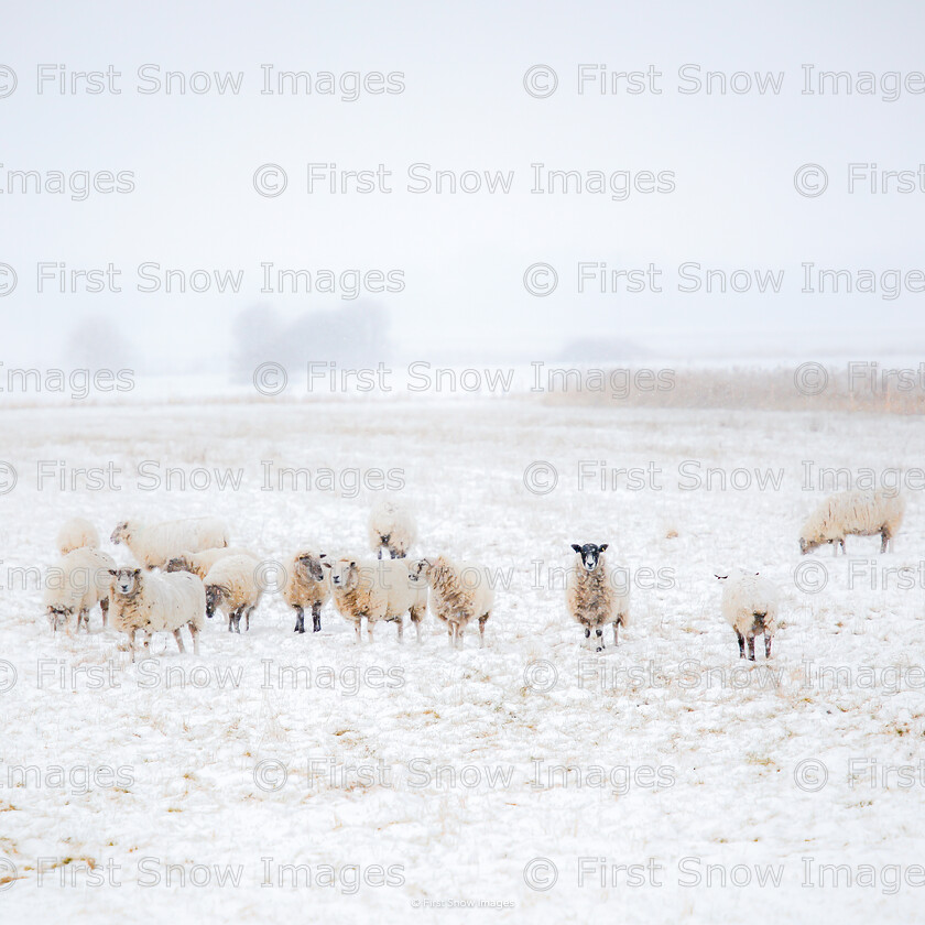 sheep in the snow, ely 
 PLEASE NOTE - THIS IMAGE HAS BEEN VERY POPULAR AND I HAVE 16 CURRENTLY AVAILABLE. PLEASE MESSAGE ME VIA THE CONTACTS TAB TO ORDER MORE 
 Keywords: tx1_sale_limit:16