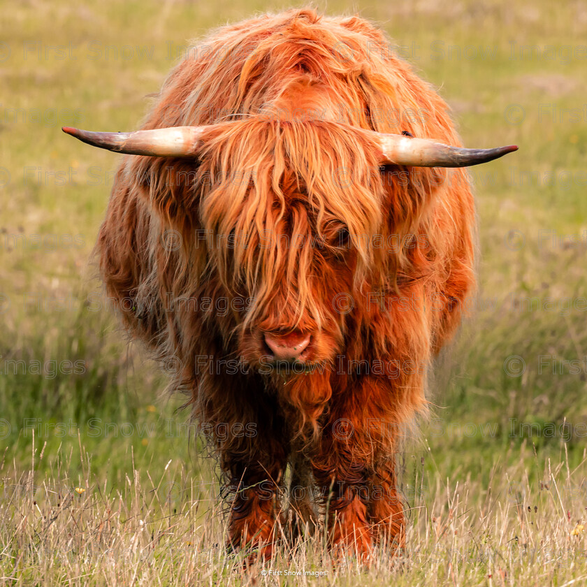 Highland Meadow 
 Keywords: 'Highland meadow', Highland cow, Highlands, animal, card, wraptious