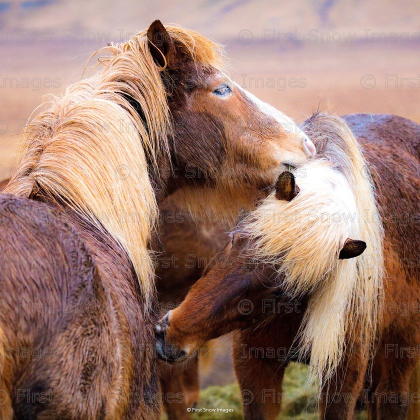 Icelandic Friends 
 PLEASE NOTE - THIS IMAGE HAS BEEN VERY POPULAR AND I ONLY HAVE 1 CURRENTLY AVAILABLE. PLEASE MESSAGE ME VIA THE CONTACTS TAB TO ORDER MORE 
 Keywords: tx1_sale_limit:1
card babylon wraptious icelandic friends Women, eventEC2019, iceland travel, shop-cushion