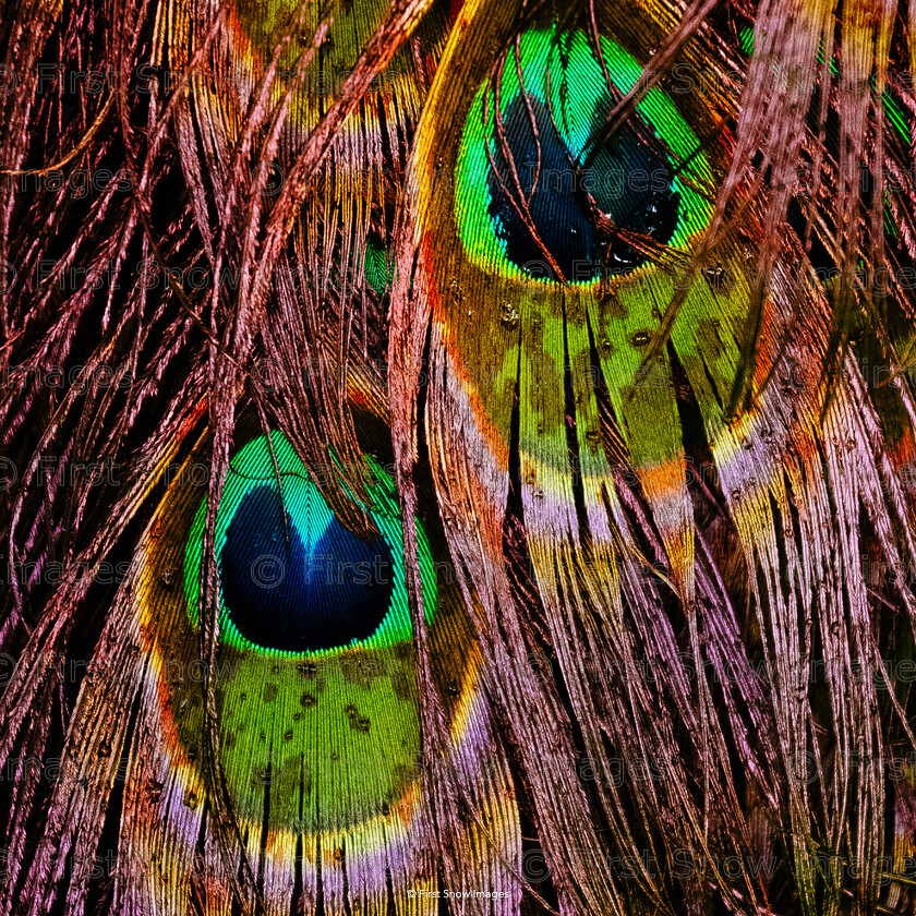 After the Rain 
 PLEASE NOTE - THIS IMAGE HAS BEEN VERY POPULAR AND I HAVE 1 CURRENTLY AVAILABLE. PLEASE MESSAGE ME VIA THE CONTACTS TAB TO ORDER MORE 
 Keywords: tx1_sale_limit:1
'After the rain', animal, card, feather, peacock, stansted mount fitchet, wraptious