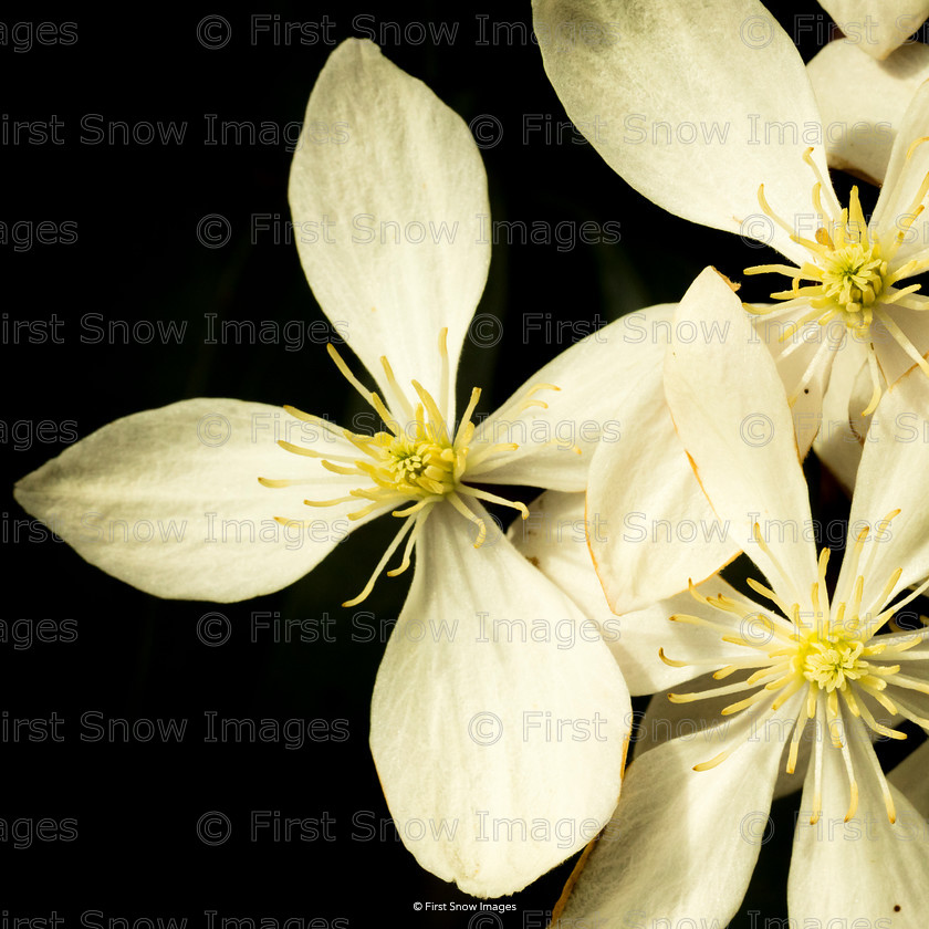 Clematis in bloom 
 Clematis in bloom 
 Keywords: flowers wraptious