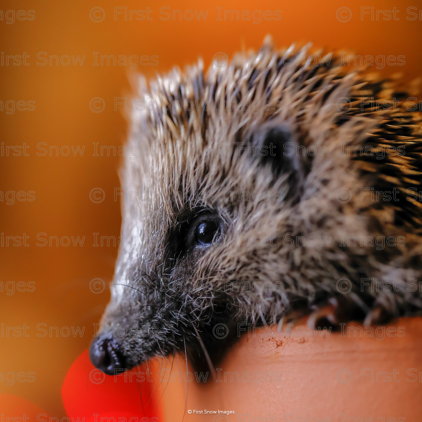 Hello Tinsel 
 Hello Tinsel 
 Keywords: Processed Website March2018 card wraptious, hedgehog tinsel wildlife animal, natureportfolio1