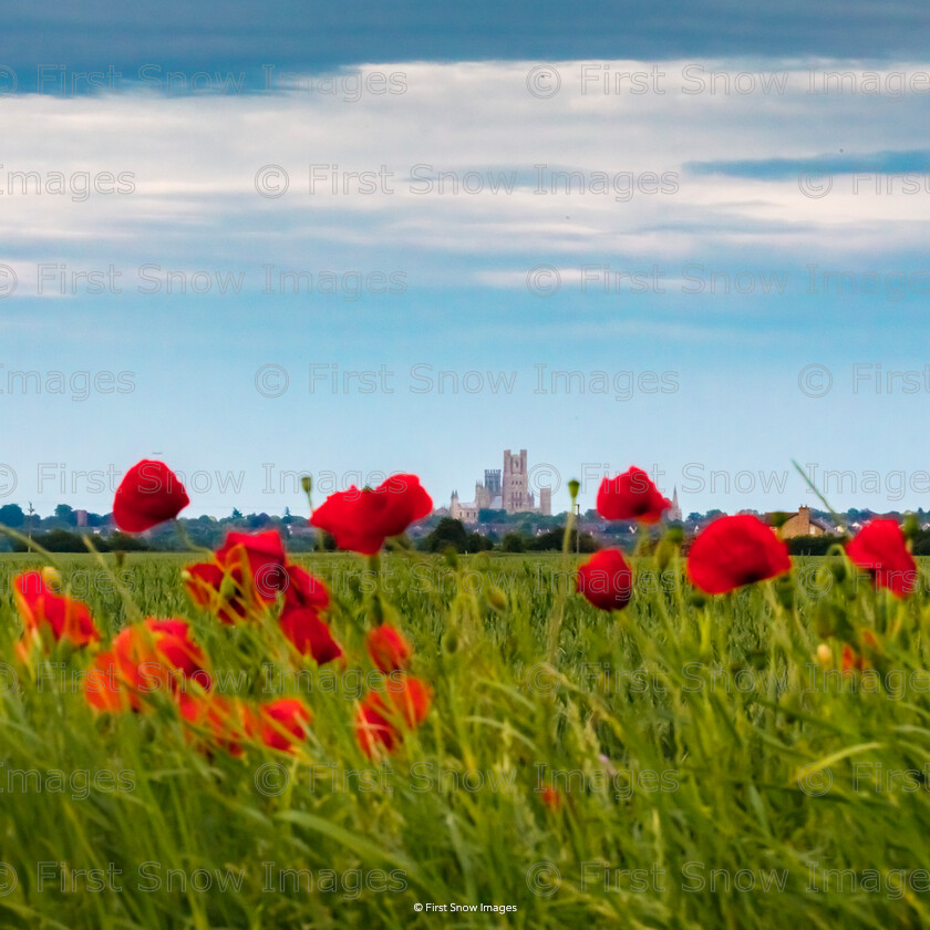 Ely Cathedral through Poppies 
 Ely Cathedral through Poppies