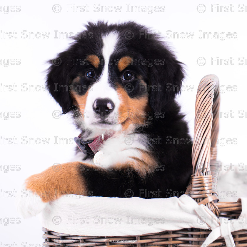 Filou 
 Filou 
 Keywords: animal dog filou 10 weeks bernese card wraptious, eventEC2019