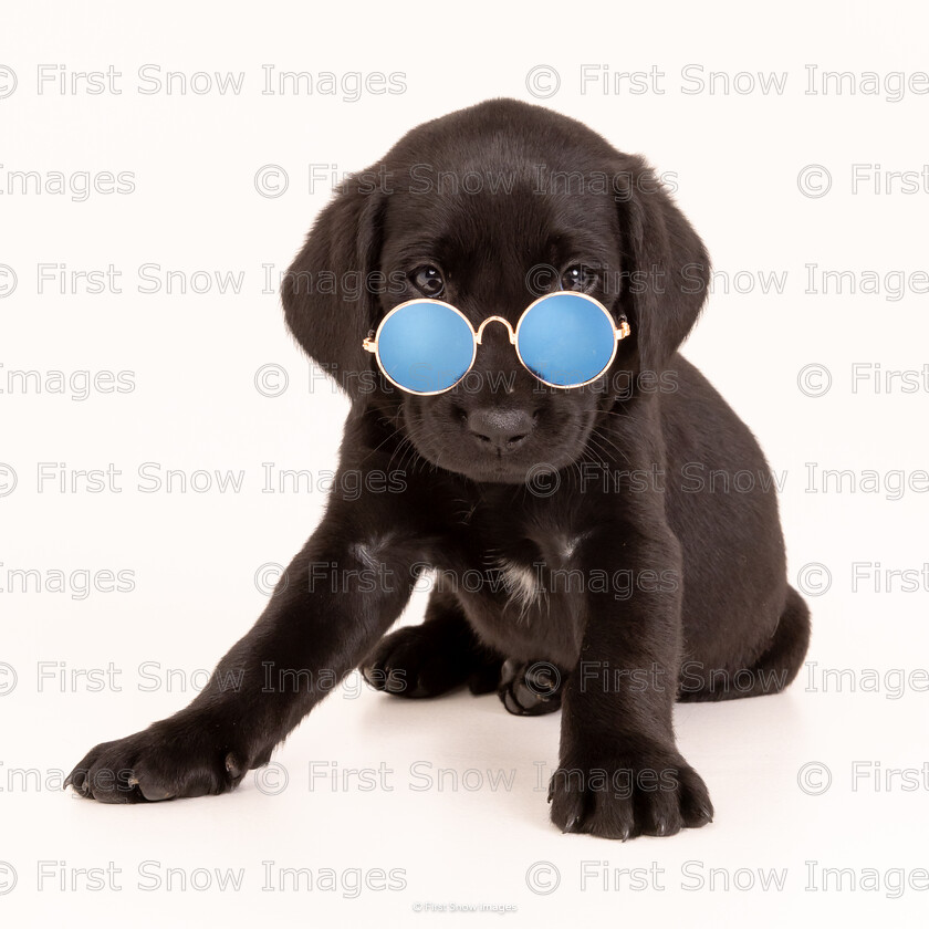 Hipster 
 PLEASE NOTE - THIS IMAGE HAS BEEN VERY POPULAR AND I HAVE 2 CURRENTLY AVAILABLE. PLEASE MESSAGE ME VIA THE CONTACTS TAB TO ORDER MORE 
 Keywords: tx1_sale_limit:2
blue collar, hayley, labrador, lulu, march 24, puppies, studio