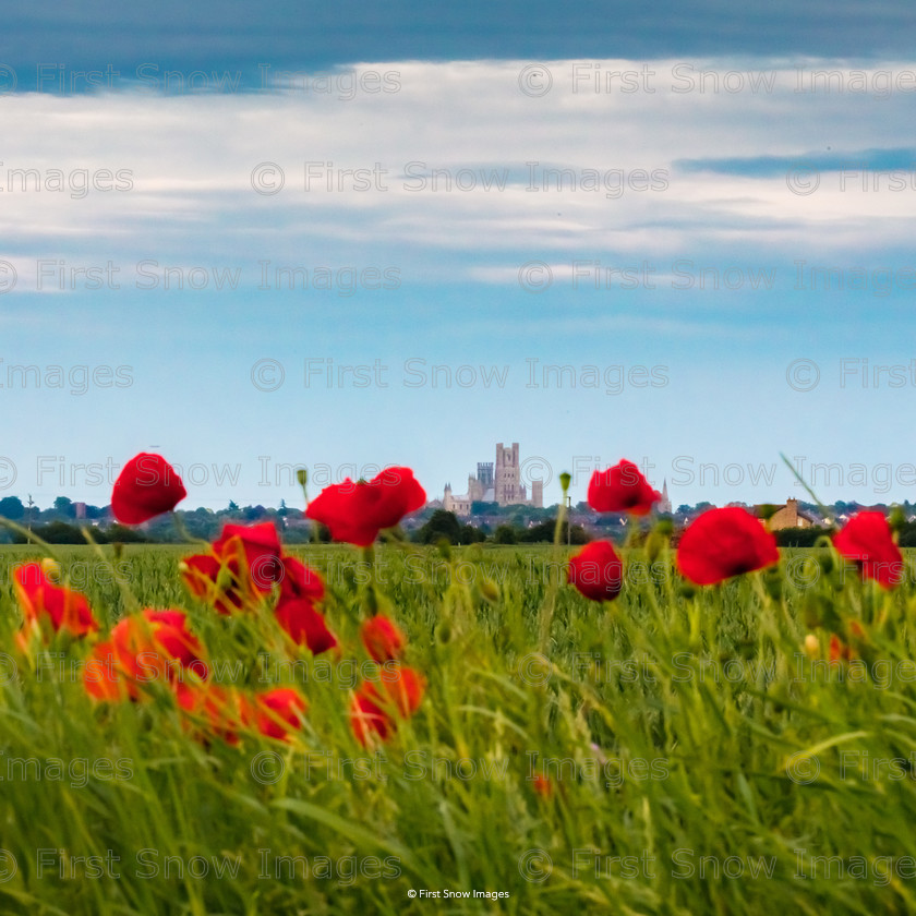 Cathedral Through Poppies, Ely 
 PLEASE NOTE - THIS IMAGE HAS BEEN VERY POPULAR AND I ONLY HAVE 10 CURRENTLY AVAILABLE. PLEASE MESSAGE ME VIA THE CONTACTS TAB TO ORDER MORE 
 Keywords: tx1_sale_limit:10
card, flowers poppies landscape cathedral wraptious 'ely cathedral through poppies' babylon20, shop-coaster