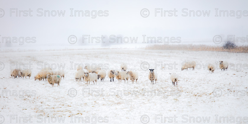 Sheep in the Snow, Ely 
 PLEASE NOTE - THIS IMAGE HAS BEEN VERY POPULAR AND I HAVE 2 CURRENTLY AVAILABLE. PLEASE MESSAGE ME VIA THE CONTACTS TAB TO ORDER MORE 
 Keywords: tx1_sale_limit:2
animal sheep landscape, eventEC2019 Processed Website March2018, panorama 'sheep in the snow', wraptious shop - teatowel