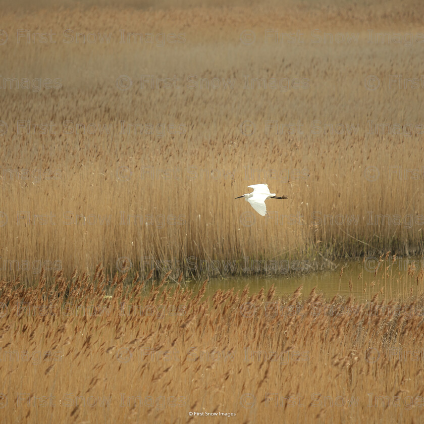 Marshland 
 Keywords: 'Marshland', Blakeney, bird, card, marsh, wraptious