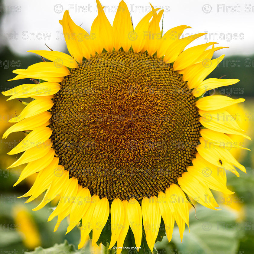 Sunflower 
 Sunflower 
 Keywords: tx1_sale_limit:4
eventEC2019 wraptious, travel france card